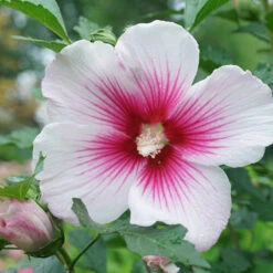 Paraplu Pink Ink® Rose Of Sharon -Flower Shop Hibiscus Paraplu Pink Ink 4