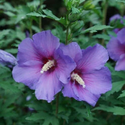 Paraplu Violet® Rose Of Sharon -Flower Shop Hibiscus Paraplu Violet 3