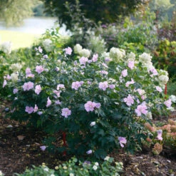 Pollypetite® Rose Of Sharon -Flower Shop Hibiscus Pollypetite 3 P