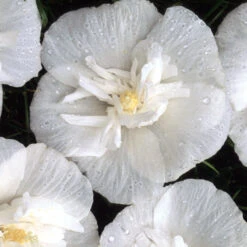 White Chiffon® Rose Of Sharon -Flower Shop Hibiscus White Chiffon 4 P