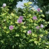 Paraplu Adorned™ Rose Of Sharon