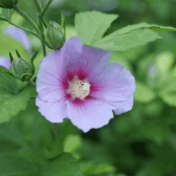 Paraplu Adorned™ Rose Of Sharon -Flower Shop HibiscusParapluAdornedP1207362 1080x1080 3d3bc69
