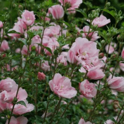 Pink Chiffon® Rose Of Sharon -Flower Shop HibiscusPinkChiffonDSC02042 800x800 76e0ba8