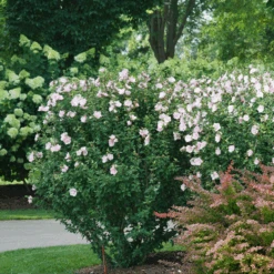 Pink Chiffon® Rose Of Sharon -Flower Shop HibiscusPinkChiffonDSC08280 800x800 e1172b5