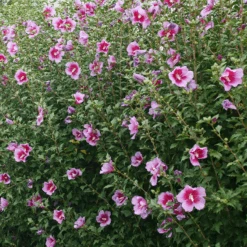 Purple Pillar® Rose Of Sharon -Flower Shop HibiscusPurplePillarP1239242 800x800 ef37e54