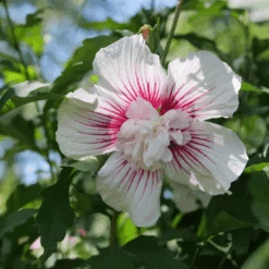 Starblast Chiffon™ Rose Of Sharon -Flower Shop HibiscusStarblastChiffonP1207168 1080x1080 117fe33