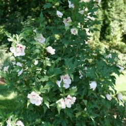 Starblast Chiffon™ Rose Of Sharon -Flower Shop HibiscusStarblastChiffonP1218090 1080x1080 5fa52ec