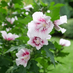 Starblast Chiffon™ Rose Of Sharon -Flower Shop HibiscusStarblastChiffonP1228655 1080x1080 fa86a44