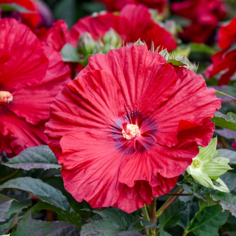 Summerific® 'Garnet Globes' Perennial Hibiscus 2 Summerific® 'Garnet Globes' Perennial Hibiscus - Image 2