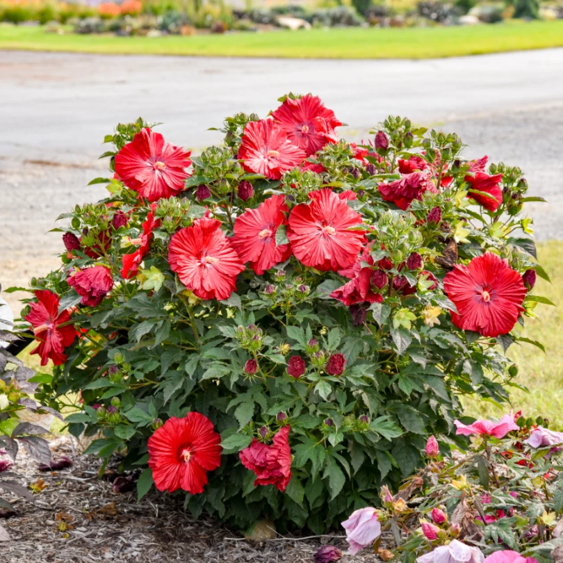 Summerific® 'Garnet Globes' Perennial Hibiscus 3 Summerific® 'Garnet Globes' Perennial Hibiscus - Image 3