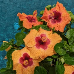 Hollywood Hibiscus™ Disco Diva™ Tropical Hibiscus -Flower Shop Hibiscusrosa sinensisHollywoodDiscoDivaPool4 800x800 5f2eceb