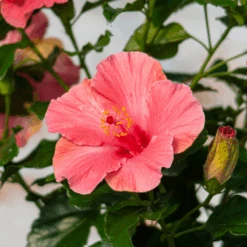 Hollywood Hibiscus™ First Lady™ Tropical Hibiscus -Flower Shop Hibiscusrosa sinensisHollywoodFirstLady 4 800x800 0cae4d4