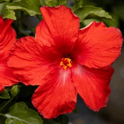 Hollywood Hibiscus™ First To Arrive™ Tropical Hibiscus -Flower Shop Hibiscusrosa sinensisHollywoodFirsttoArrive 3 800x800 5c74ca4