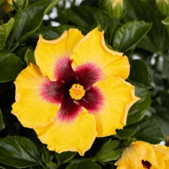 Hollywood Hibiscus™ Rico Suave™ Tropical Hibiscus -Flower Shop Hibiscusrosa sinensisHollywoodRicoSuave2 800x800 40b2600