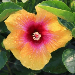 Hollywood Hibiscus™ Social Butterfly™ Tropical Hibiscus -Flower Shop Hibiscusrosa sinensisHollywoodSocialButterfly 4 800x800 ed5cb0c
