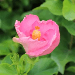 Hollywood Hibiscus™ Talk Of The Town™ Tropical Hibiscus -Flower Shop Hibiscusrosa sinensisHollywoodTrophyWife 5 800x800 233ad20