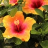 Hollywood Hibiscus™ Social Butterfly™ Tropical Hibiscus