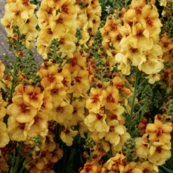 'Honey Dijon' Mullein (Verbascum) 6 'Honey Dijon' Mullein (Verbascum) -Flower Shop HoneyDijon Mullein Verbascum 2