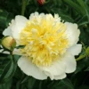 'Honey Gold' Garden Peony (Paeonia)