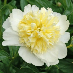 'Honey Gold' Garden Peony (Paeonia) -Flower Shop Honey Gold Garden Peony Paeonia 2