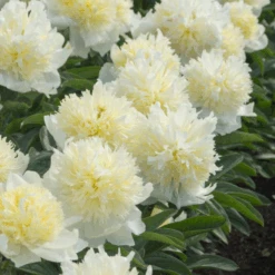 'Honey Gold' Garden Peony (Paeonia) -Flower Shop Honey Gold Garden Peony Paeonia 4