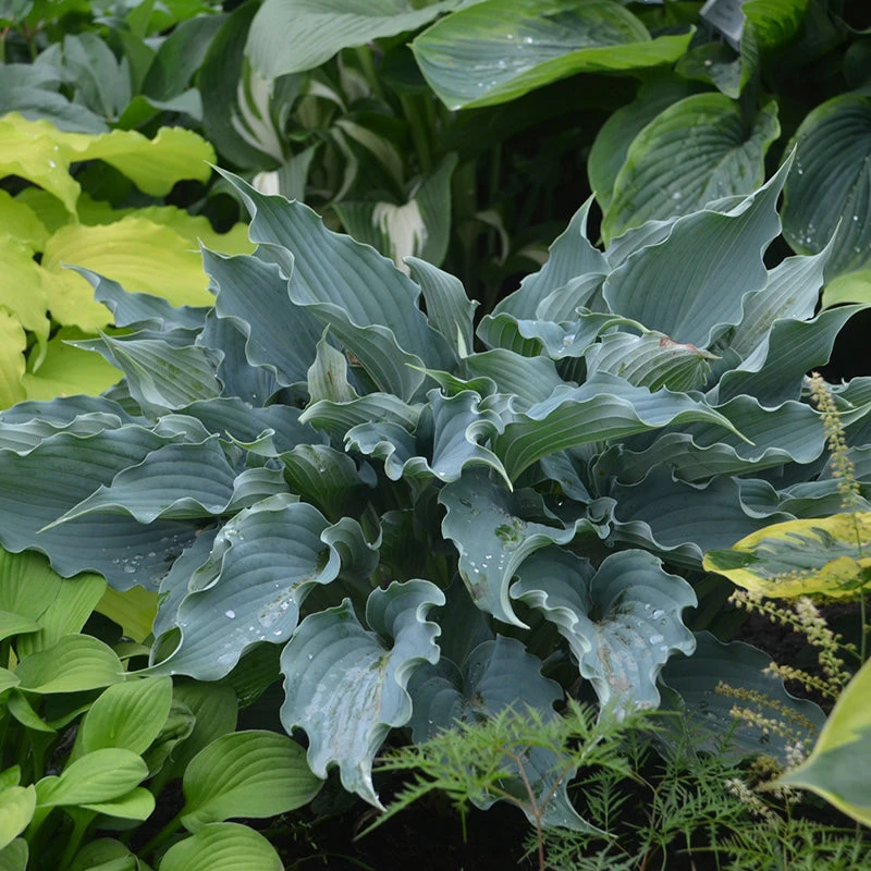 Shadowland® 'Waterslide' Hosta 1 Shadowland® 'Waterslide' Hosta