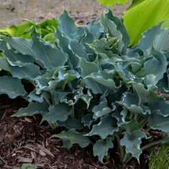 Shadowland® 'Waterslide' Hosta 10 Shadowland® 'Waterslide' Hosta -Flower Shop Hosta Waterslide 2 P