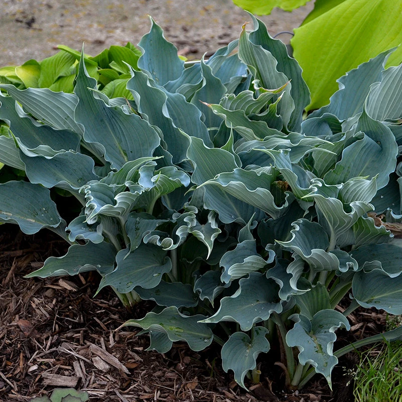 Shadowland® 'Waterslide' Hosta 4 Shadowland® 'Waterslide' Hosta - Image 4