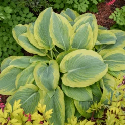 Shadowland® 'Chance Encounter' Hosta -Flower Shop Hosta Chance Encounter 2
