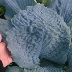 Shadowland® 'Diamond Lake' Hosta -Flower Shop Hosta Diamond Lake 1 P