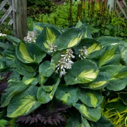 Shadowland® 'Hudson Bay' Hosta -Flower Shop Hosta Hudson Bay 2 P