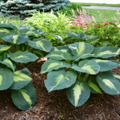 Shadowland® 'Hudson Bay' Hosta -Flower Shop Hosta Hudson Bay 3 P