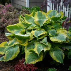 Shadowland® 'Seducer' Hosta -Flower Shop Hosta Seducer 3 P