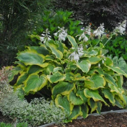 Shadowland® 'Seducer' Hosta -Flower Shop Hosta Seducer 4 P