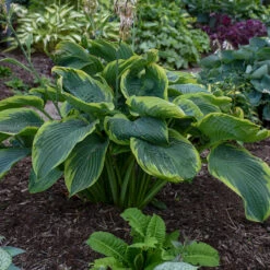 Shadowland® 'Wu-La-La' Hosta -Flower Shop Hosta Wu La La 3 P