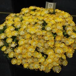 Hot Cakes® 'Banana Blast' Ice Plant -Flower Shop Hot cakes banana blast delosperma ice plant 3 P sw