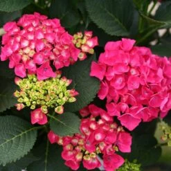 Cityline® Paris Bigleaf Hydrangea -Flower Shop Hydrangea Cityline Paris 4 P sw