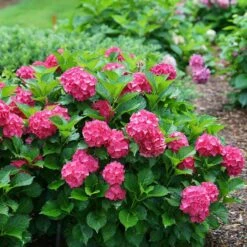 Cityline® Paris Bigleaf Hydrangea -Flower Shop Hydrangea Cityline Paris 5 P sw
