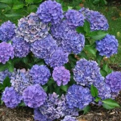 Cityline® Venice Bigleaf Hydrangea -Flower Shop Hydrangea Cityline Venice 3 P sw