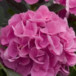 Cityline® Venice Bigleaf Hydrangea -Flower Shop Hydrangea Cityline Venice 4 P sw