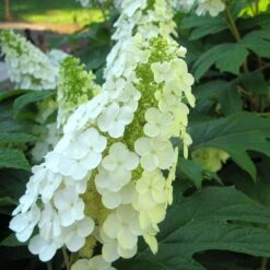 Gatsby Gal® Oakleaf Hydrangea 6 Gatsby Gal® Oakleaf Hydrangea -Flower Shop Hydrangea Gatsby Gal 3 P sw
