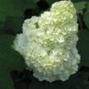 Gatsby Moon® Oakleaf Hydrangea