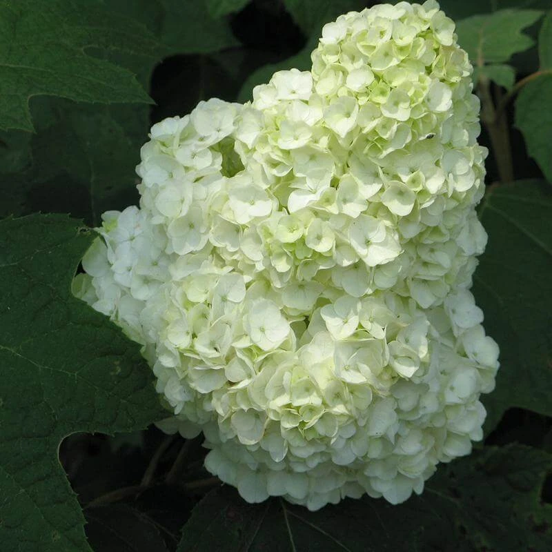 Gatsby Moon® Oakleaf Hydrangea 1 Gatsby Moon® Oakleaf Hydrangea