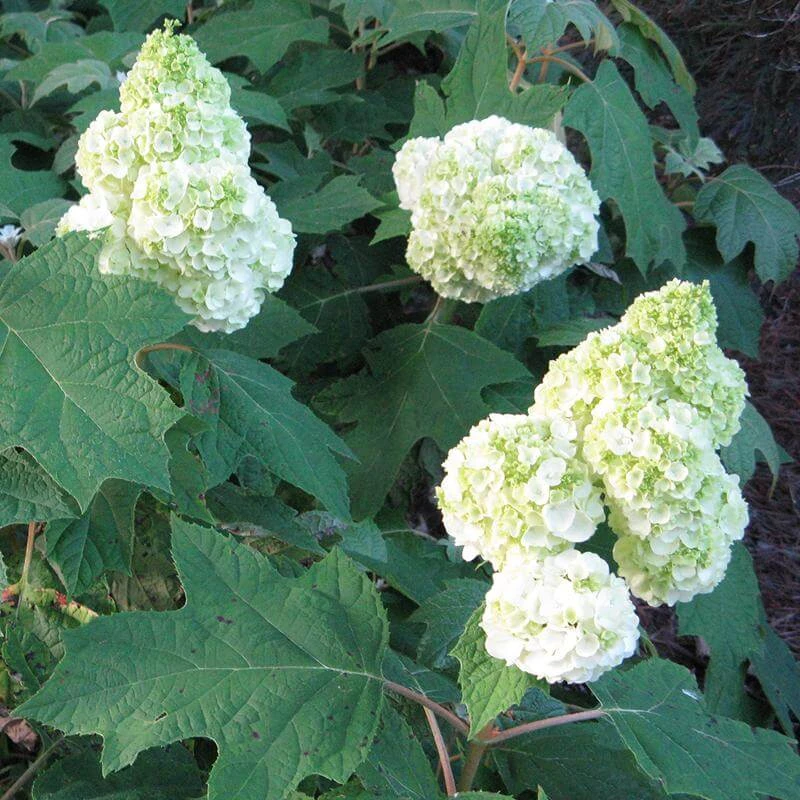 Gatsby Moon® Oakleaf Hydrangea 2 Gatsby Moon® Oakleaf Hydrangea - Image 2