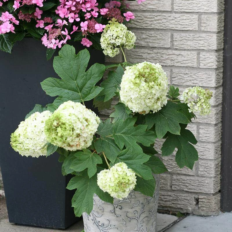 Gatsby Moon® Oakleaf Hydrangea 3 Gatsby Moon® Oakleaf Hydrangea - Image 3