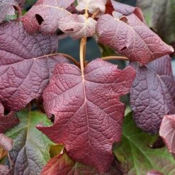 Gatsby Moon® Oakleaf Hydrangea 9 Gatsby Moon® Oakleaf Hydrangea -Flower Shop Hydrangea Gatsby Moon 4 P sw