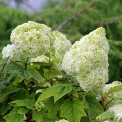 Gatsby Moon® Oakleaf Hydrangea 10 Gatsby Moon® Oakleaf Hydrangea -Flower Shop Hydrangea Gatsby Moon 5 P sw