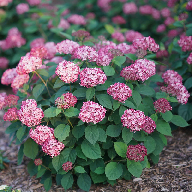 Invincibelle® Ruby Smooth Hydrangea 1 Invincibelle® Ruby Smooth Hydrangea