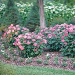 Invincibelle® Ruby Smooth Hydrangea 11 Invincibelle® Ruby Smooth Hydrangea -Flower Shop Hydrangea Invincibelle Ruby 3 P