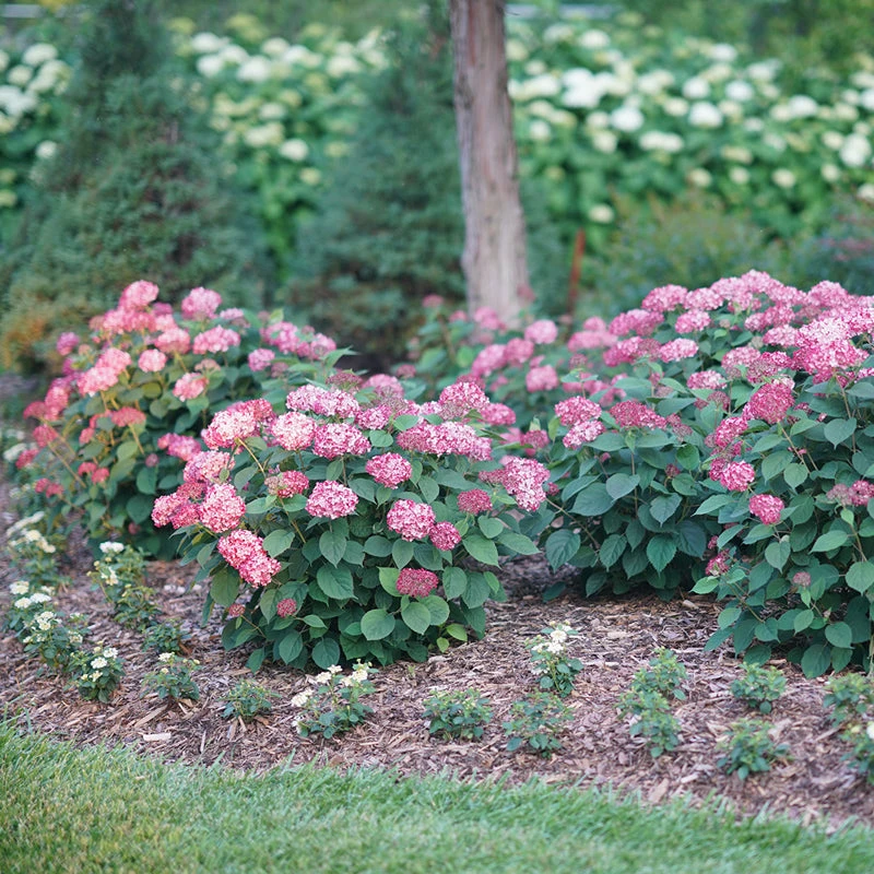 Invincibelle® Ruby Smooth Hydrangea 5 Invincibelle® Ruby Smooth Hydrangea - Image 5